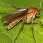 Image result for fungus-gnat