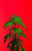 Image result for Grapevine Like Weed