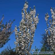 Image result for Magnolia Zuil