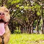 Image result for Red Nose Pitbull Dog