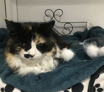 Image result for Majesty Meow Cattery