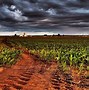 Image result for 4K Corn Field Fall