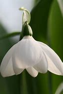 Image result for Galanthus elwesii White Perfection