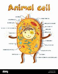 Image result for Cat Body Cell Illustration