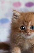 Image result for Adorable Cat Pictures