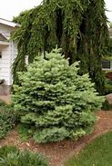 Image result for Abies concolor Eagle Point