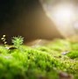 Image result for Moss On Lawn