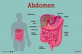 Image result for abdomen