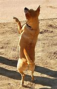 Image result for Pic of Dog Dancing