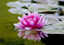 Image result for Water Lilies Flowers