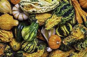 Image result for Types of Gourds and Squash