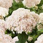 Image result for Hydrangea macrophylla Sweet Marshmallow (r)
