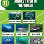 Image result for World's Bigges Fish
