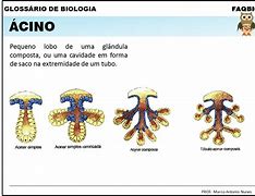 Image result for acino