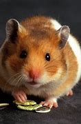 Image result for Chuột Hamster