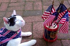 Image result for America Cat Meme