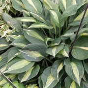 Hosta Striptease に対する画像結果