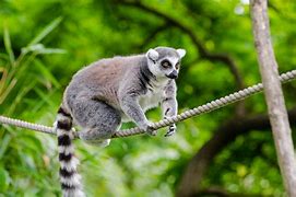 Image result for Pictures of La Coque Madagascar