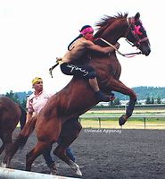 Image result for Indian Horse Racing