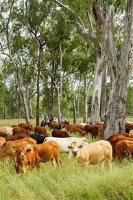 Image result for Beef Cattle Pasture Grass