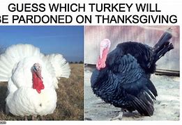 Image result for Pardoning Turkey Meme