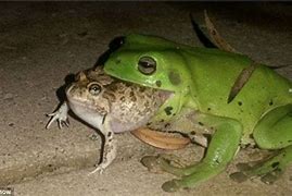 Image result for Cursed Funny Frog