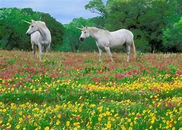 Image result for Unicorn in Field