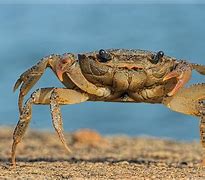 Image result for Biggest Crab Ever Found