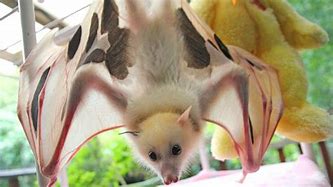 Image result for Albino Flying Fox Bat