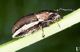 Image result for "whitefringed-beetle"