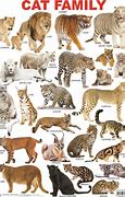 Image result for Large and Small Animals Families