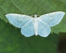 Image result for Geometridae