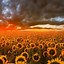 Image result for Sunflower iOS Wallpaper