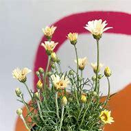 Rhodanthemum hosmariense Zagora Yellow 的图像结果