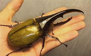 Image result for Biggest Insect On Earth