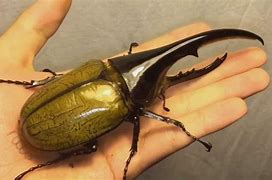 Image result for What Is the Biggest Bug in the World