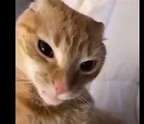 Image result for Goofy Aah Cat