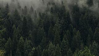 Image result for Trees Fog Wallpaper