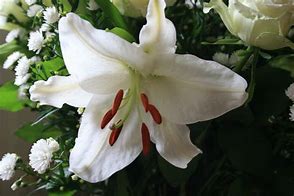 Image result for 2015 iPhone SE Carter Lily