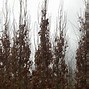 Image result for Quercus robur Fastigiate Zeeland