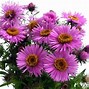 Image result for Arizona Hot Summer Flowers