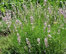 Image result for Lavandula angustifolia Miss Katherine ®