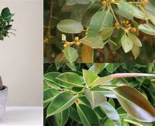 Image result for Ficus Tree Varieties