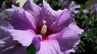 Image result for Purple Hibiscus Flower