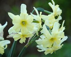 Afbeeldingsresultaten voor Narcissus Exotic Mystery