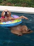 Image result for Floating in Pool Meme