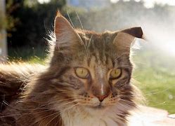 Image result for Cat No Ears