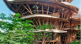 Image result for Type of Bamboo in Bali