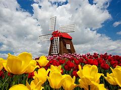 Image result for tulips windmills dutch