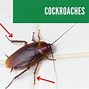 Image result for Six-Legged Insects